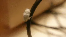earbuds