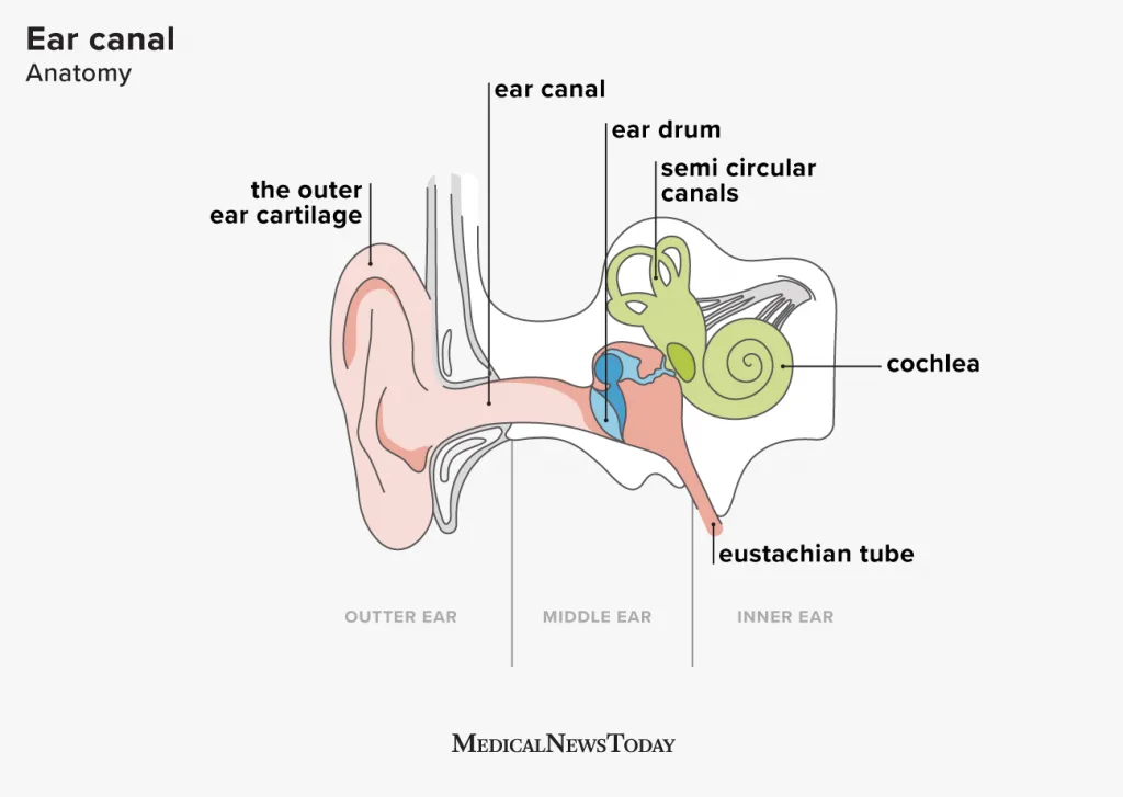 in-ear earphone ear canal anatomy